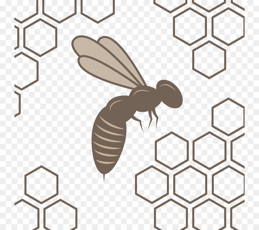 Honey bee Honeycomb Beehive Pattern - Vector bee nest png download - 800*800 - Free Transparent Honey Bee png Download.
