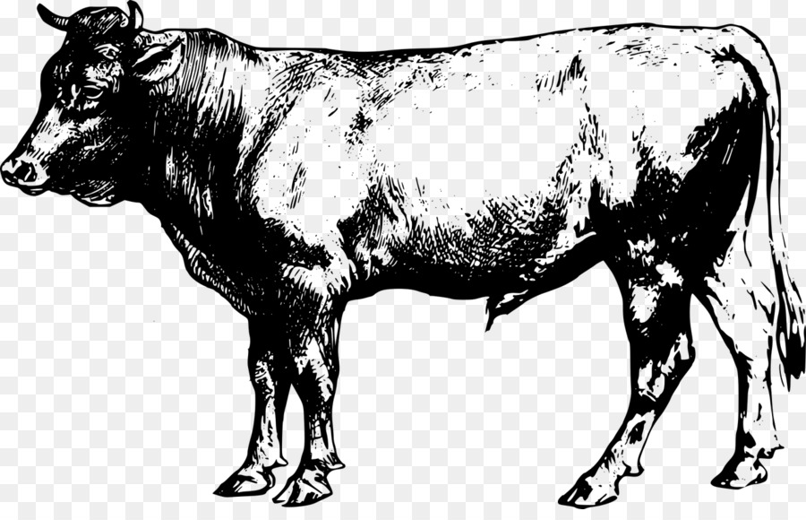 Angus cattle Beef cattle Clip art - bull png download - 1280*808 - Free Transparent Angus Cattle png Download.