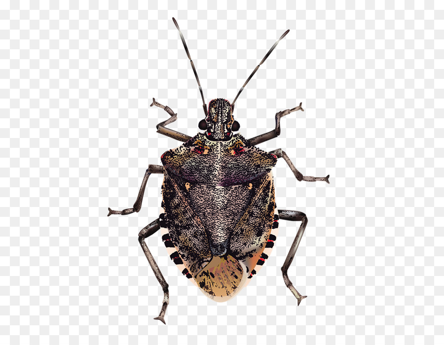 Insect Brown marmorated stink bug True bugs - Bugs Transparent Background png download - 500*700 - Free Transparent Beetle png Download.