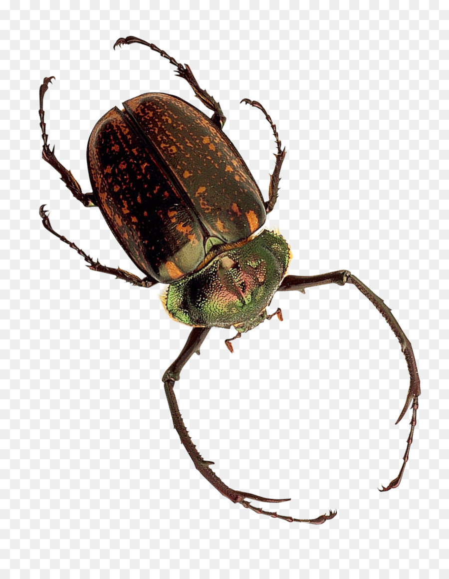 Insect Dung beetle - Insect png download - 1000*1281 - Free Transparent Insect png Download.