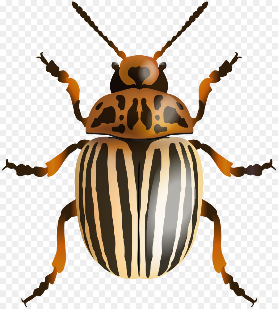 Japanese rhinoceros beetle Clip art - beetle png download - 7201*8000 - Free Transparent Beetle png Download.