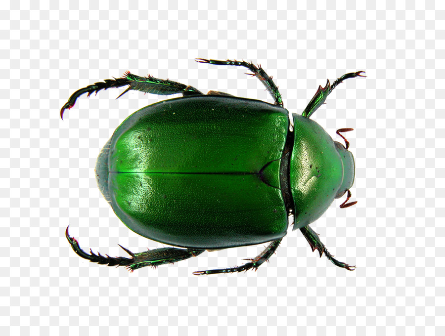 Dung beetle Flower chafer Scarab Ancient Egypt - Green insect png download - 1000*751 - Free Transparent Beetle png Download.