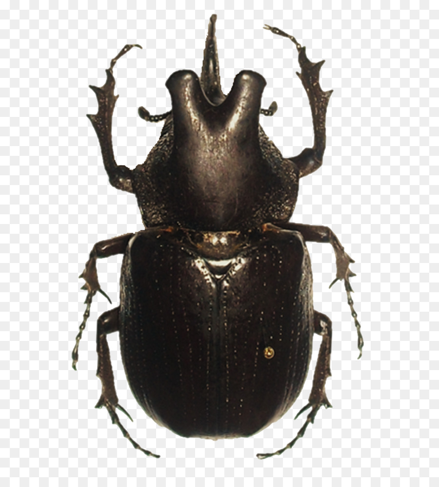 Beetle Dynastinae Clip art - Beetle PNG Transparent Images png download - 726*994 - Free Transparent Beetle png Download.