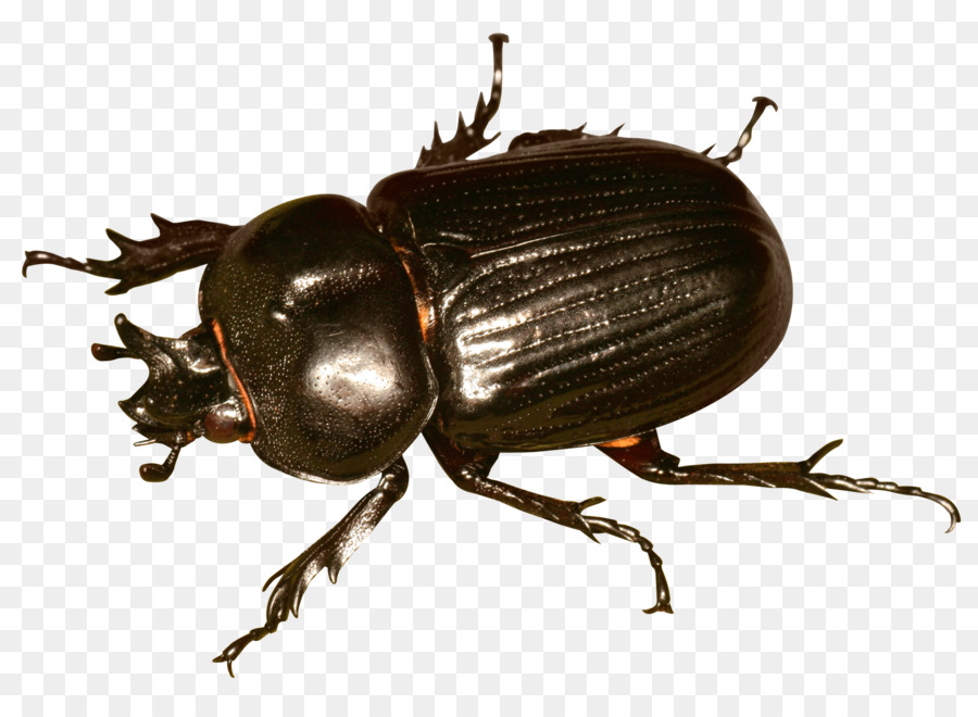 Japanese rhinoceros beetle - Beetle Bug png download - 1750*1262 - Free Transparent Beetle png Download.