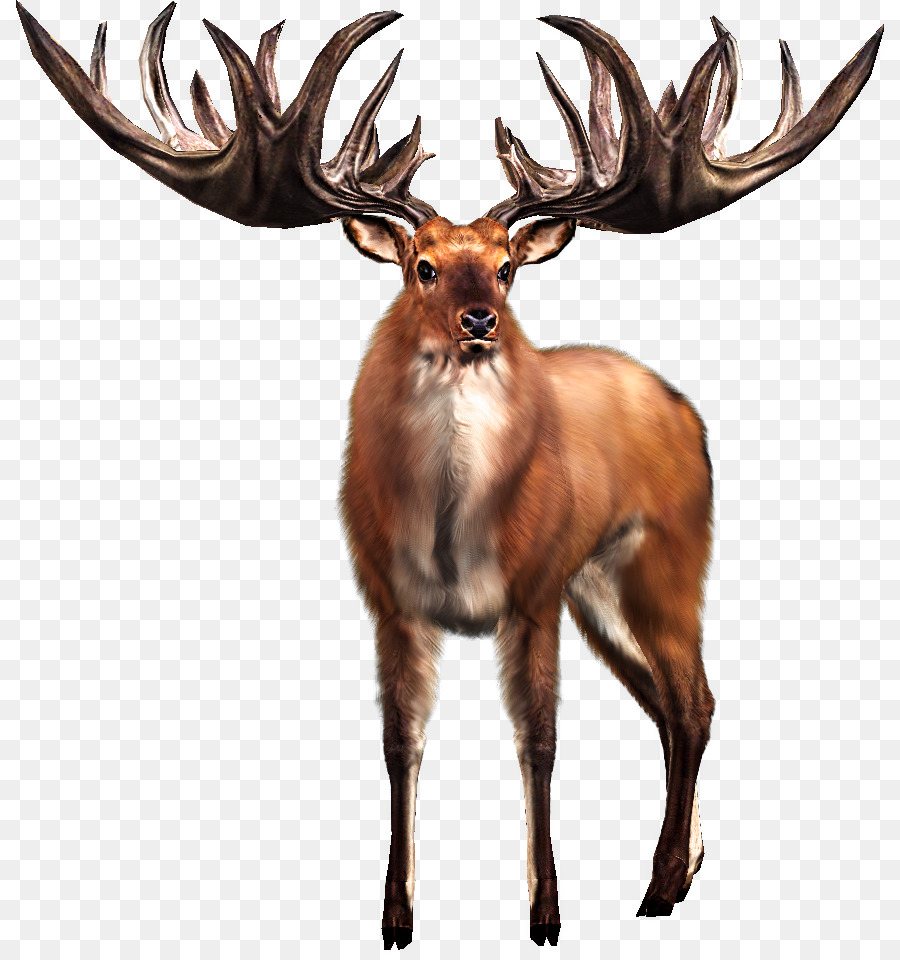 Irish Elk White-tailed deer Big Buck Hunter - big png download - 878*953 - Free Transparent Elk png Download.