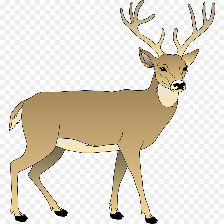 White-tailed deer Clip art - Deer Reading Cliparts png download - 830*900 - Free Transparent Deer png Download.