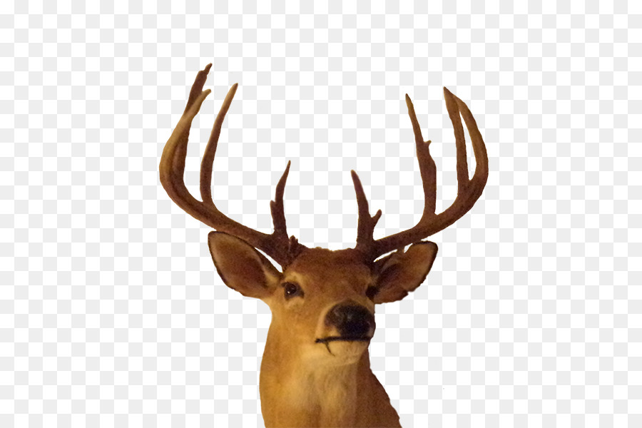 Elk Antler Trophy hunting - Big Bucks png download - 600*600 - Free Transparent Elk png Download.
