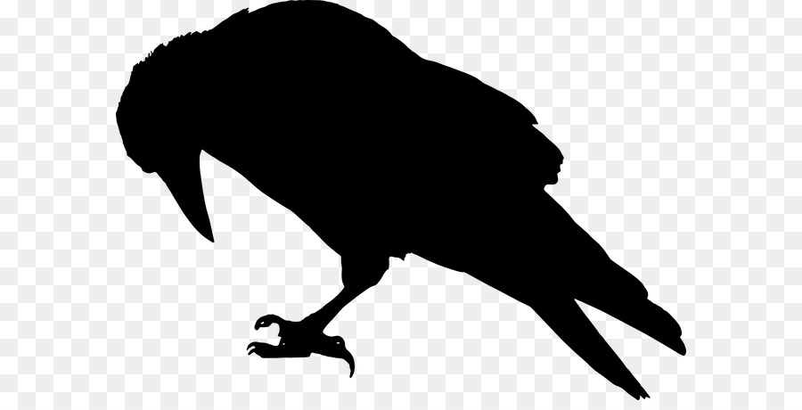 Common raven Silhouette Bird Clip art - Silhouette png download - 640*449 - Free Transparent Common Raven png Download.