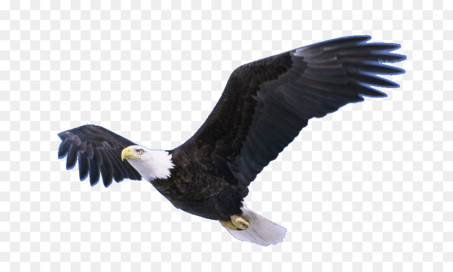 Neversink Reservoir Bald Eagle Bradley Bird - Flying Eagle Transparent PNG png download - 738*530 - Free Transparent Bald Eagle png Download.