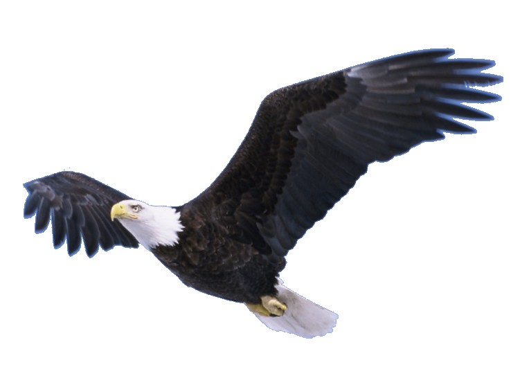 transparent flying eagle png
