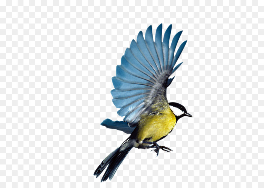 Bird Eurasian Magpie Flight Parrot - Blue birds fly png download - 620*623 - Free Transparent Bird png Download.