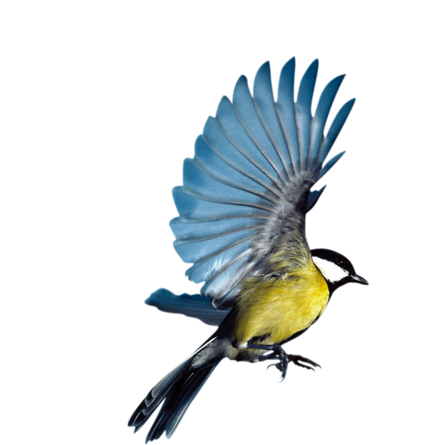 flying bird transparent background
