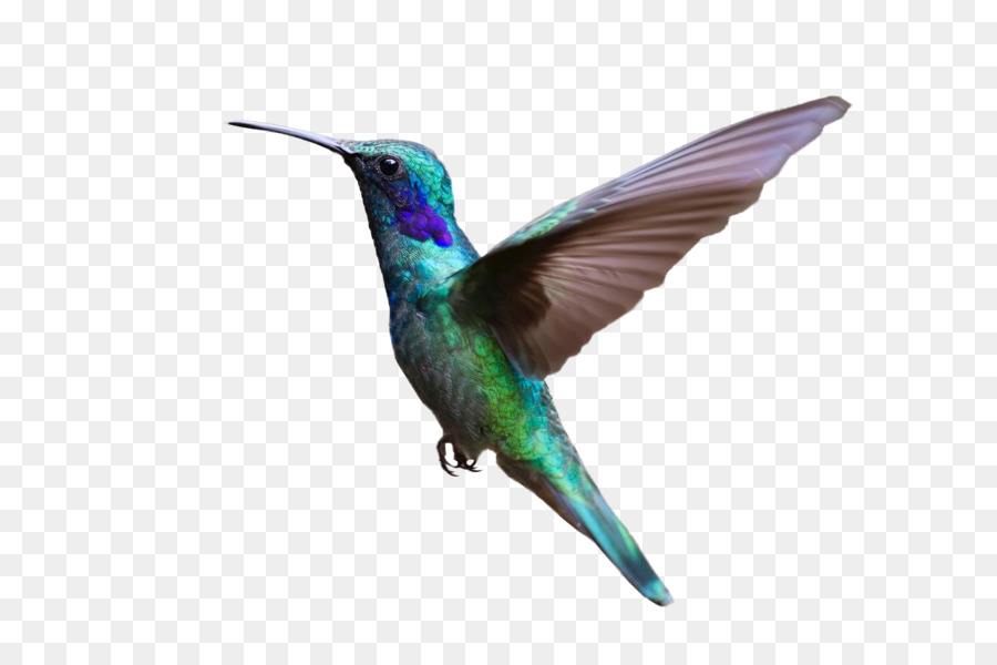 Hummingbird Bird flight Clip art - Bird png download - 3082*2031 - Free Transparent Hummingbird png Download.
