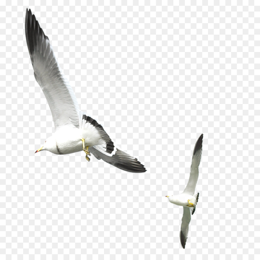 Gulls Bird - Flying seagull png download - 1000*1000 - Free Transparent Gulls png Download.
