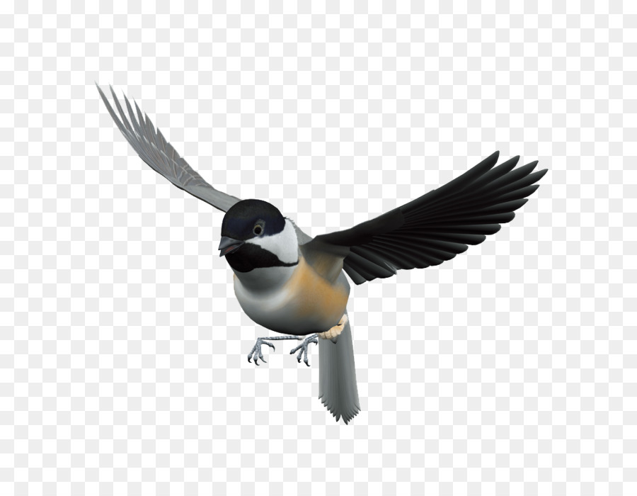 Bird Flight - Flying Bird png download - 1042*805 - Free Transparent Bird png Download.