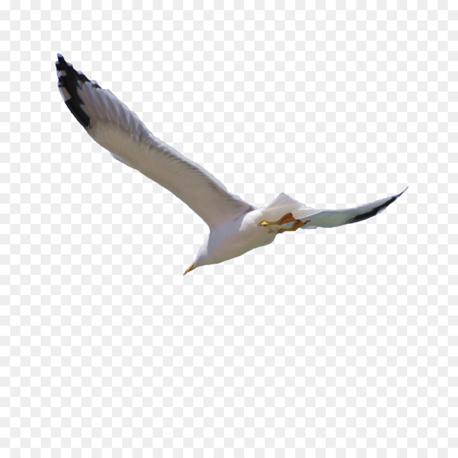 Bird Flight Wing - Flying bird png download - 2953*2953 - Free Transparent Bird png Download.