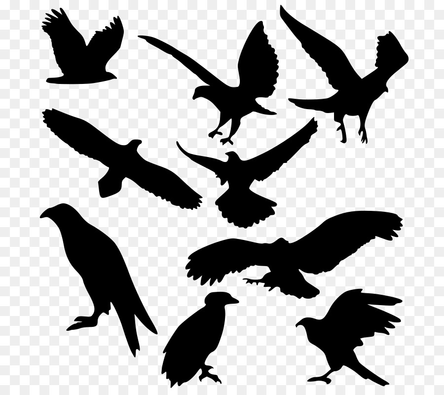 Bird of prey Bald Eagle - Free Eagle Images png download - 766*800 - Free Transparent Bird png Download.