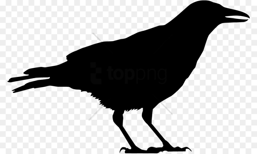 Bird American crow Clip art Common raven - chicken head silhouette png vector illustration png download - 850*538 - Free Transparent Bird png Download.