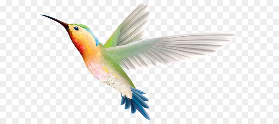 Hummingbird Wing Beak Feather Wallpaper - Bird PNG png download - 4000*2444 - Free Transparent Hummingbird png Download.