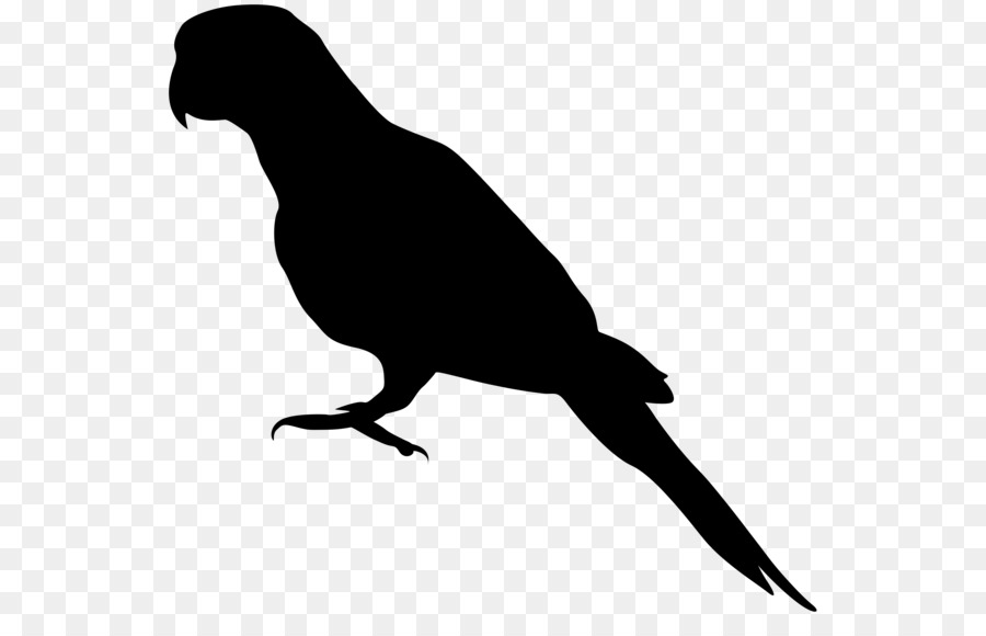 Parrot Bird Drawing Silhouette Clip art - silhouettes png download - 600*565 - Free Transparent Parrot png Download.