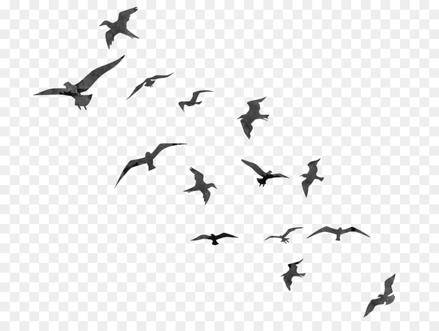 Bird flight Swallow Flock - flying birds png bird silhouette png download - 1600*1200 - Free Transparent Bird png Download.