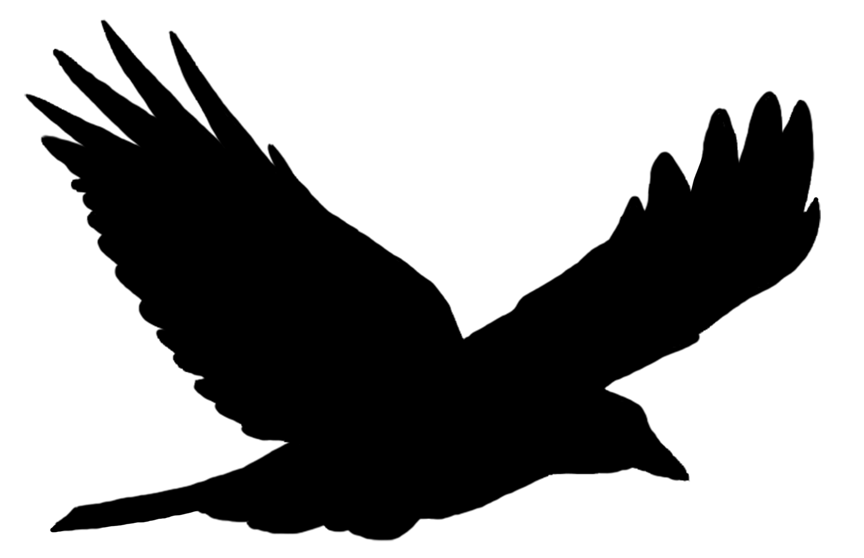 transparent flying bird silhouette
