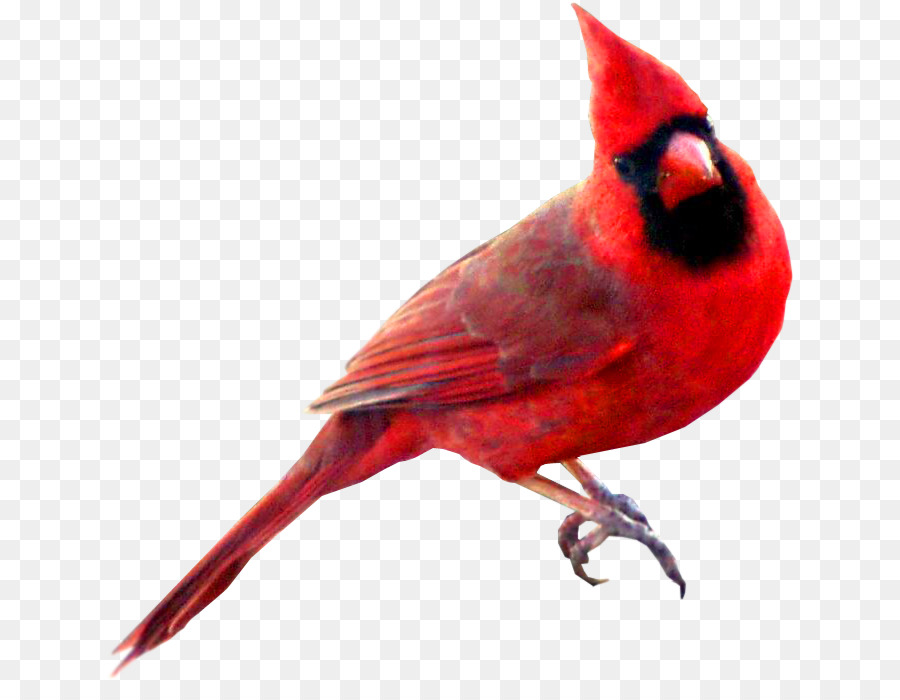 Bird St. Louis Cardinals Northern cardinal Swallow Symbol - watercolor animals png download - 690*682 - Free Transparent Bird png Download.