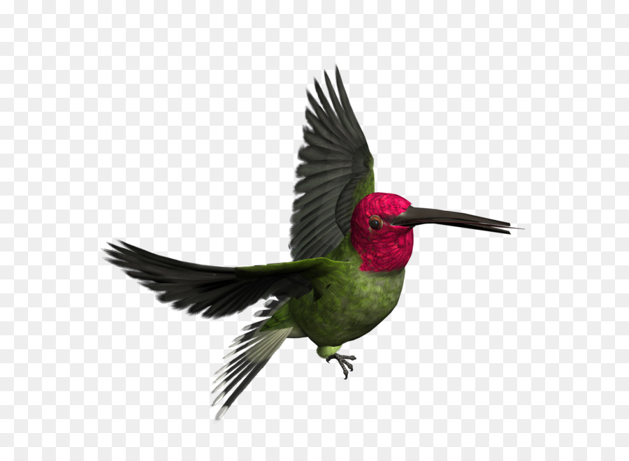 Bird Icon - Bird PNG png download - 1600*1600 - Free Transparent Bird png Download.
