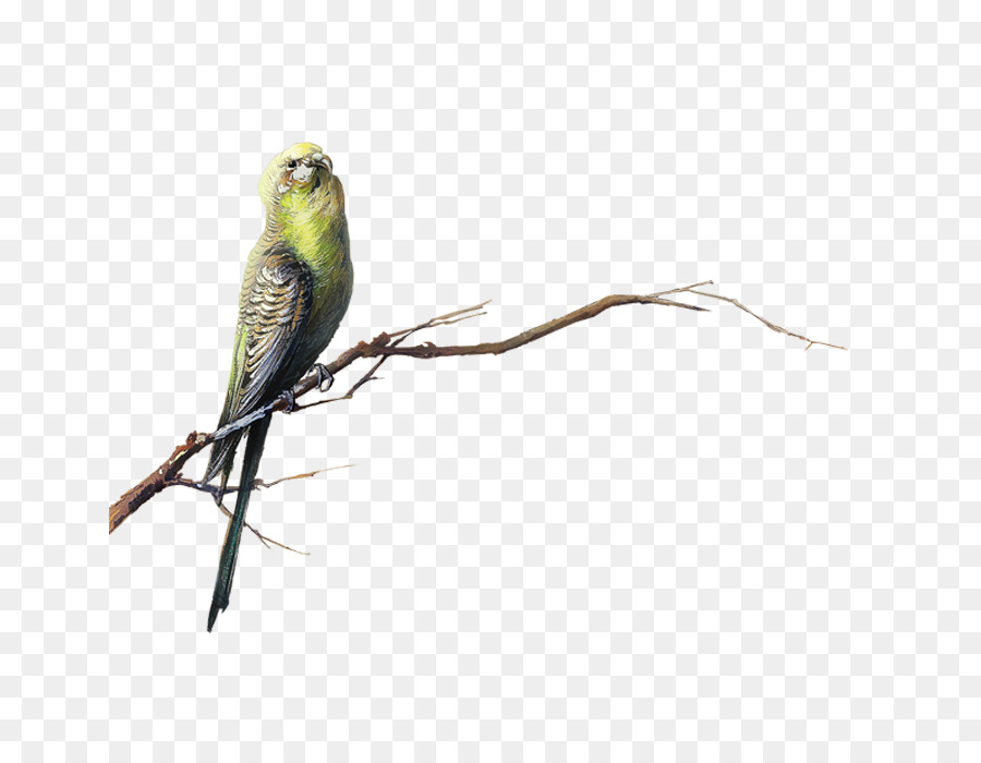 Bird Transparency and translucency Clip art - parrot png download - 700*700 - Free Transparent Bird png Download.