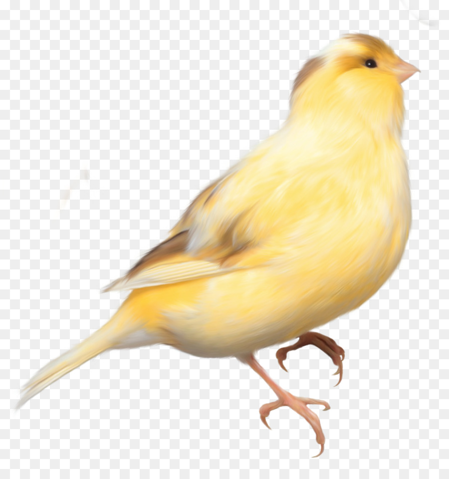 Domestic canary Bird Parrot Finch - Image PNG Birds Transparent png download - 1275*1348 - Free Transparent Domestic Canary png Download.