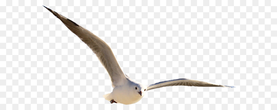 The Pearl-Qatar Pearl Homes Real Estate Property Bird - Gull PNG png download - 2756*1500 - Free Transparent Bird png Download.