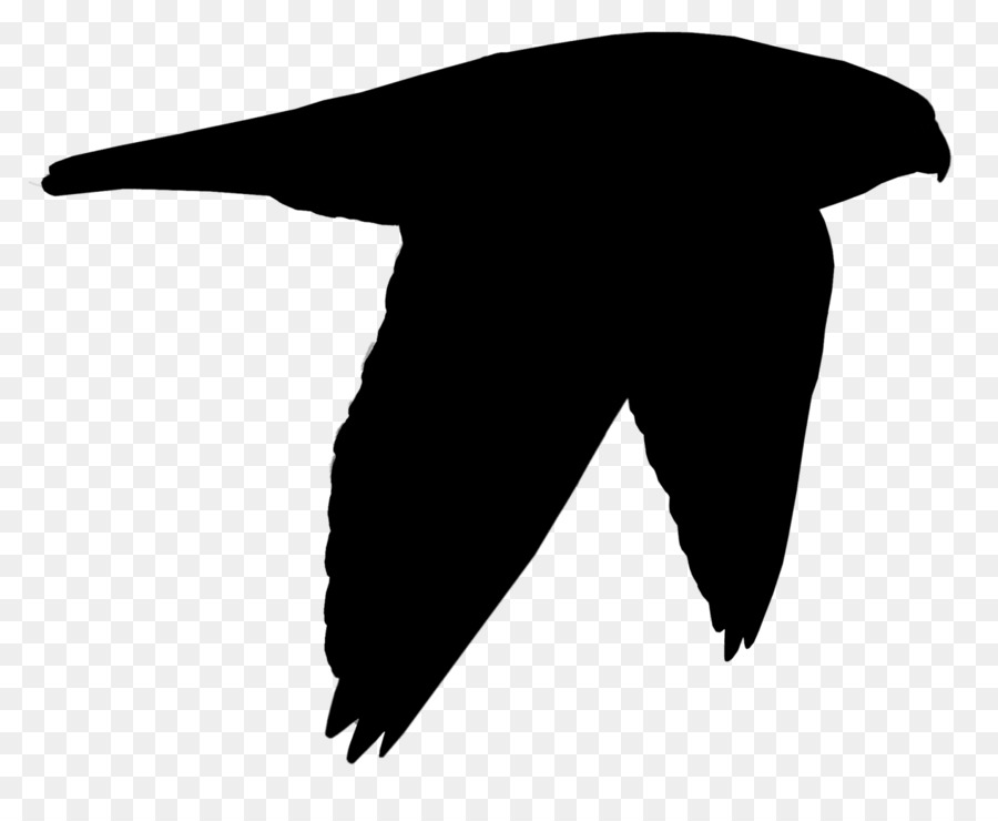 Beak Clip art Black Bird Silhouette -  png download - 1462*1200 - Free Transparent Beak png Download.