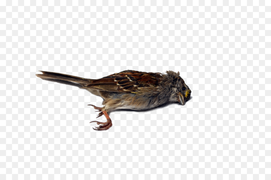 Wren Bird Sparrow Beak Blue jay - Bird png download - 6600*4371 - Free Transparent Wren png Download.