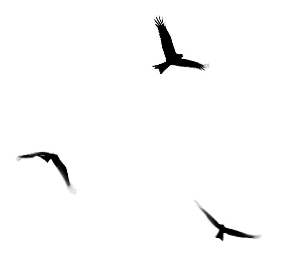 Bird Flight Clip art - gull png download - 1024*1000 - Free Transparent Bird png Download.