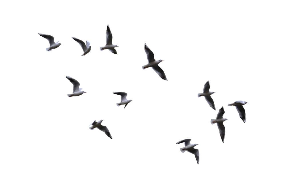 Bird Flight Gulls - flying bird png download - 1024*683 - Free