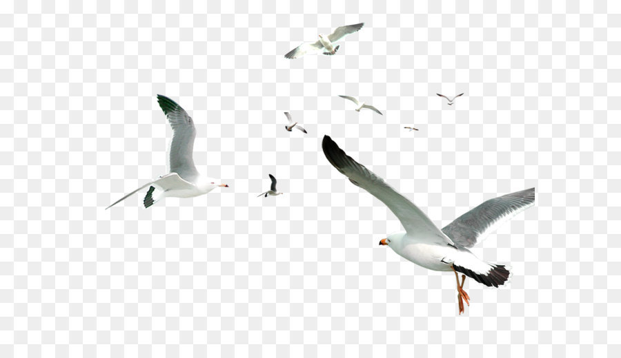 White simple birds flying material png download - 1000*800 - Free Transparent Bird png Download.