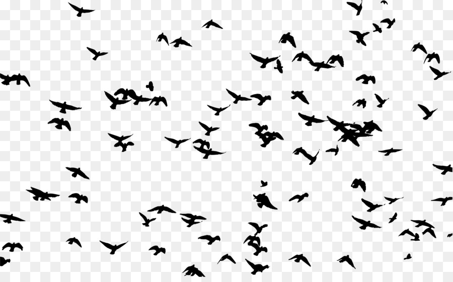 Bird Flock Silhouette Clip art - distant png download - 2266*1386 - Free Transparent Bird png Download.