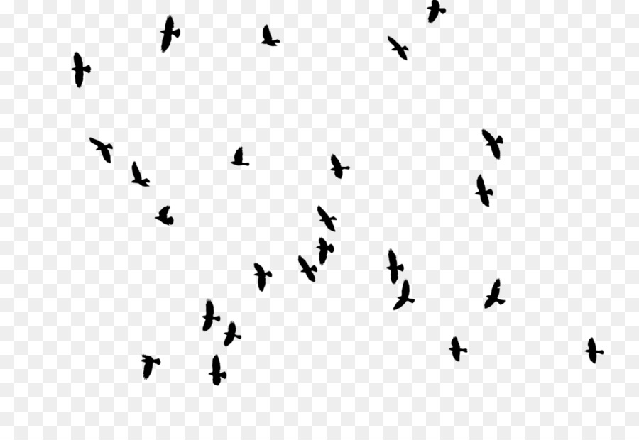 Bird DeviantArt Flock - birds silhouette png download - 1024*683 - Free Transparent Bird png Download.