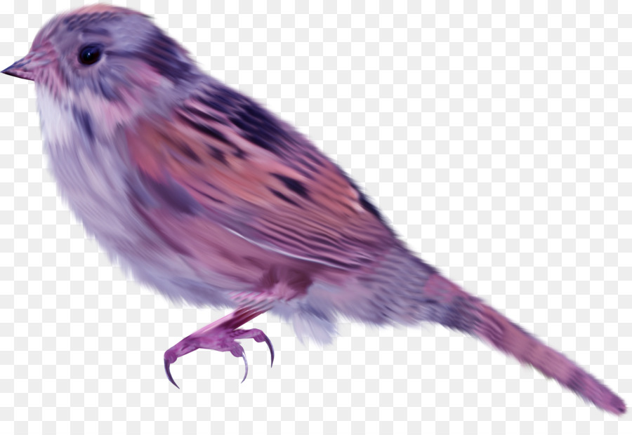 House Sparrow Bird - Purple Birds png download - 1900*1269 - Free Transparent House Sparrow png Download.