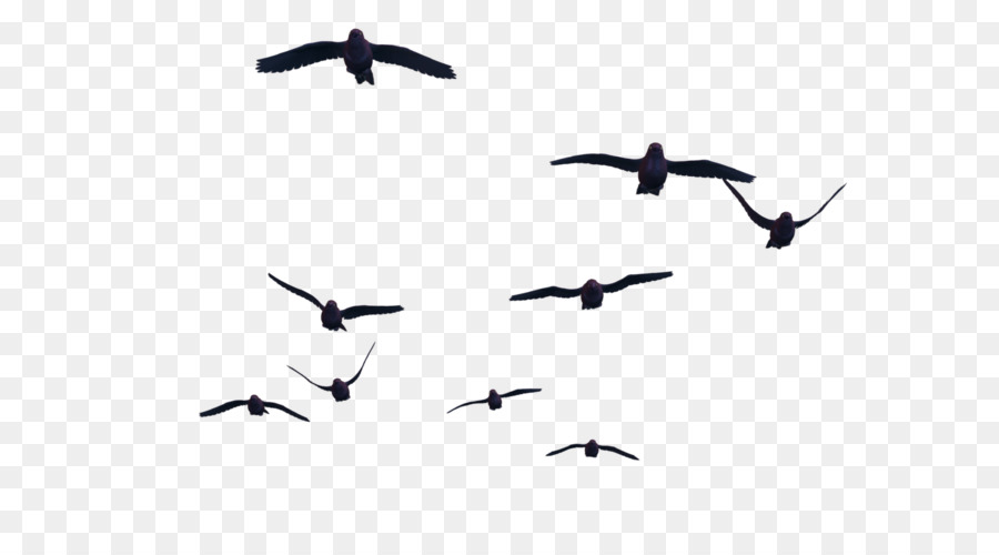 Bird flight Bird flight Clip art - Bird PNG png download - 1024*768 - Free Transparent Bird png Download.