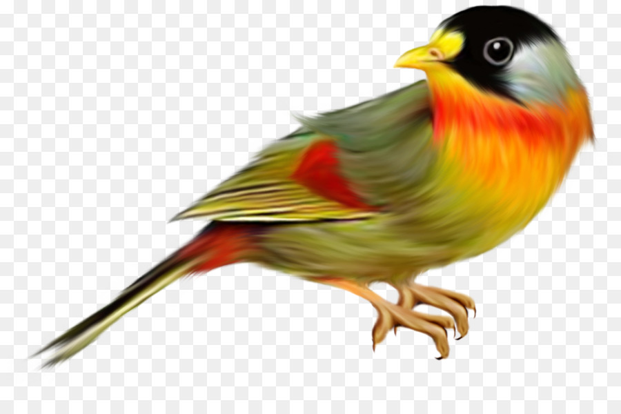 Bird png download - 960*633 - Free Transparent Bird png Download.