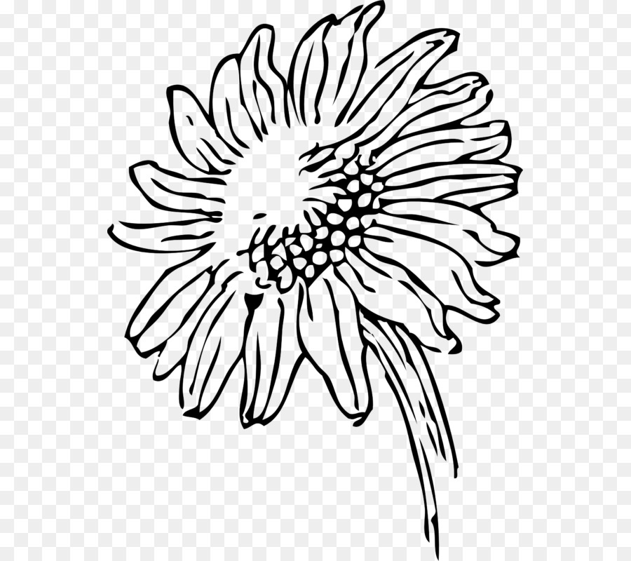 Drawing Download Clip art - outline flower png download - 593*800 - Free Transparent Drawing png Download.
