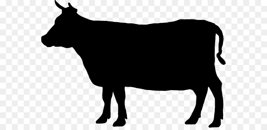 Angus cattle Welsh Black cattle Beef cattle Jersey cattle Clip art - grazing cows png download - 623*432 - Free Transparent Angus Cattle png Download.