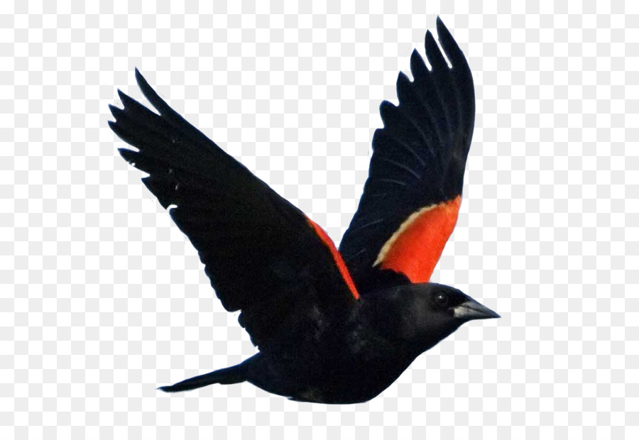 Red-winged blackbird Common blackbird National Audubon Society - Bird png download - 767*615 - Free Transparent Bird png Download.