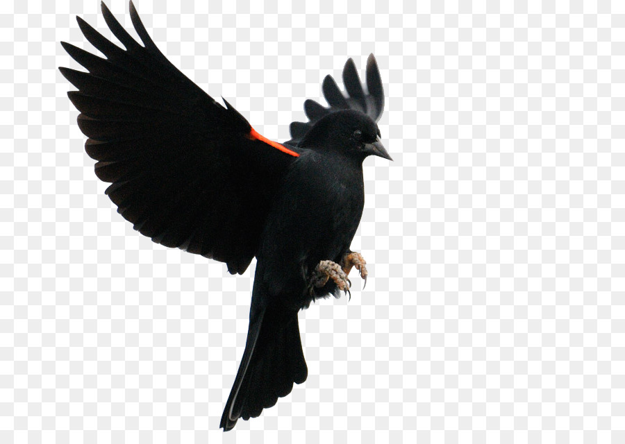 Red-winged blackbird Common blackbird Flight Finches - Bird png download - 800*636 - Free Transparent Bird png Download.