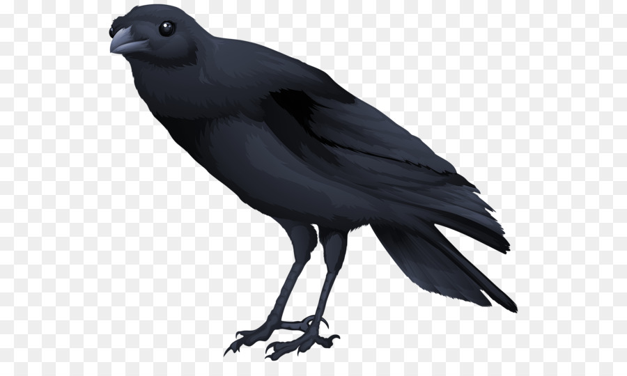 Common blackbird Clip art - bird clipart png download - 600*524 - Free Transparent Bird png Download.