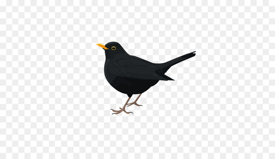 Common blackbird - Bird png download - 600*520 - Free Transparent Common Blackbird png Download.