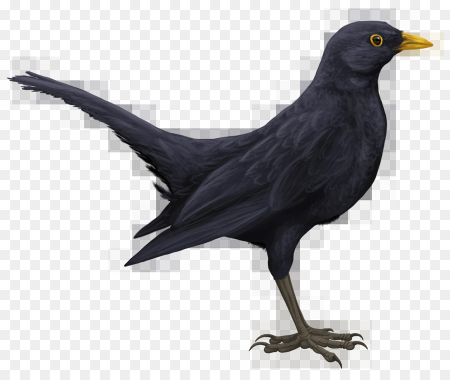 Common blackbird Drawing Art - macaw png download - 900*756 - Free Transparent Bird png Download.