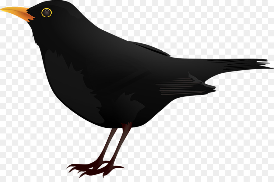 Blackbird Clip art - Cartoon black crow png download - 960*627 - Free Transparent Bird png Download.
