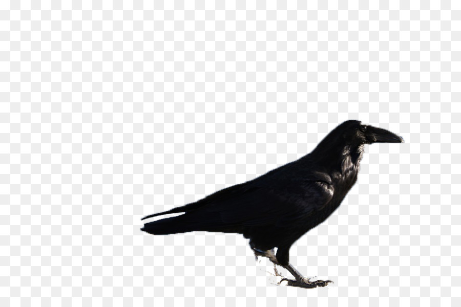 Rook Bird - Black birds png download - 960*638 - Free Transparent Rook png Download.